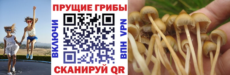 Псилоцибиновые грибы MAGIC MUSHROOMS Северо-Курильск